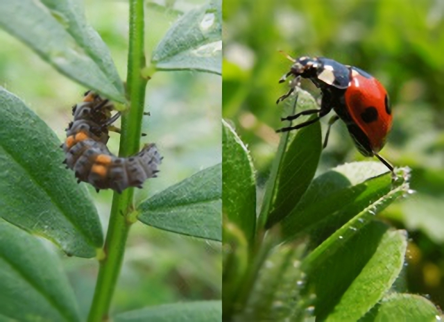 No 523 テントウムシの赤ちゃん 保育のひきだし こどもの可能性を引き出すアイデア集
