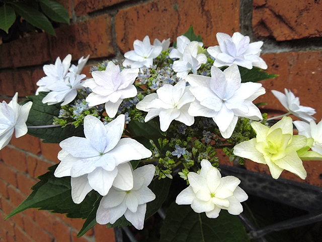 No 1000 色々なあじさい 保育のひきだし こどもの可能性を引き出すアイデア集