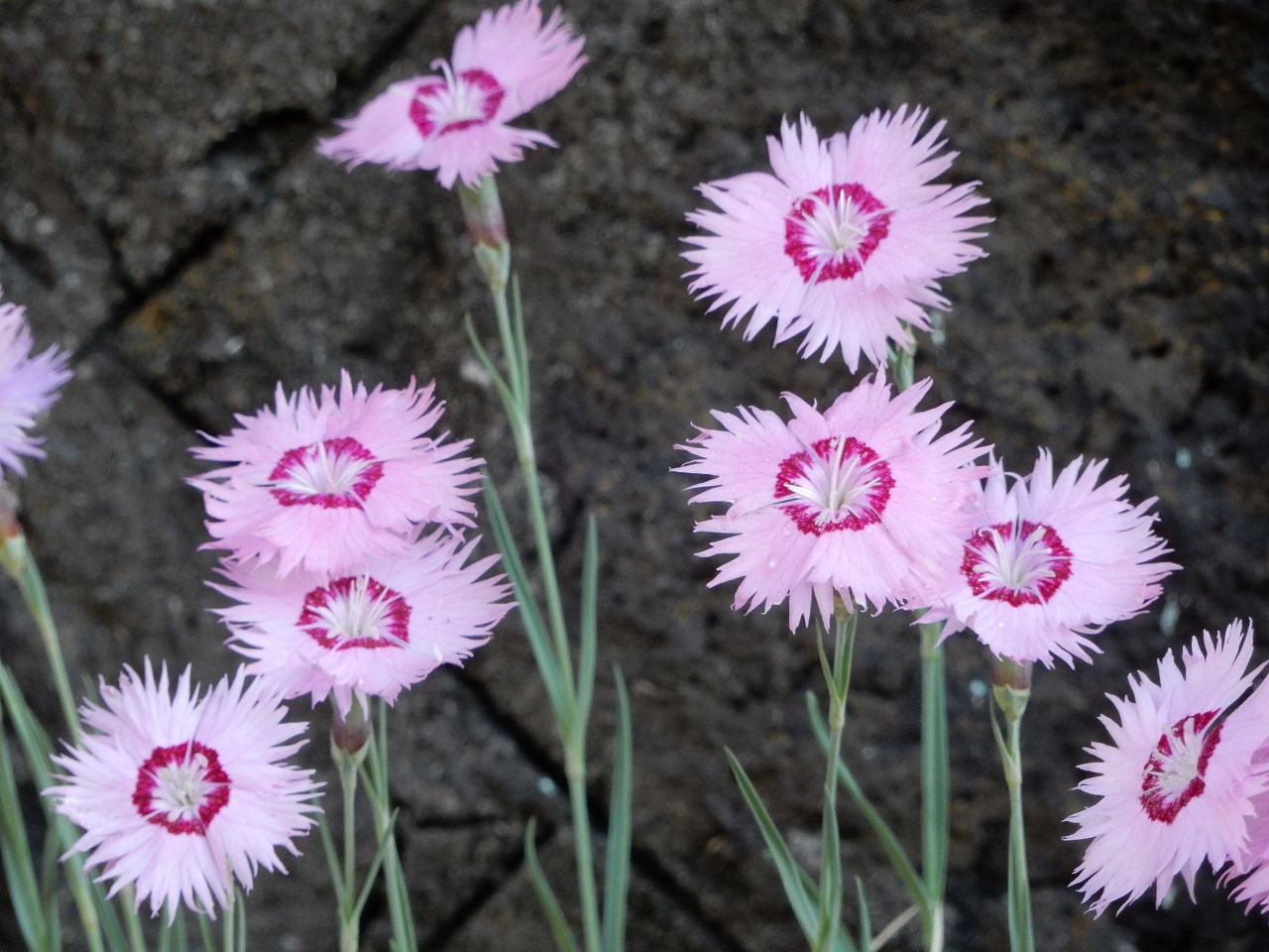 No 1432 いろいろな花 保育のひきだし こどもの可能性を引き出すアイデア集 No 1432 いろいろな花 保育のひきだし こどもの可能性を引き出すアイデア集